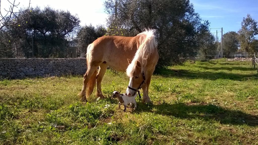 Trulli Aurasia Ostuni Rum bild