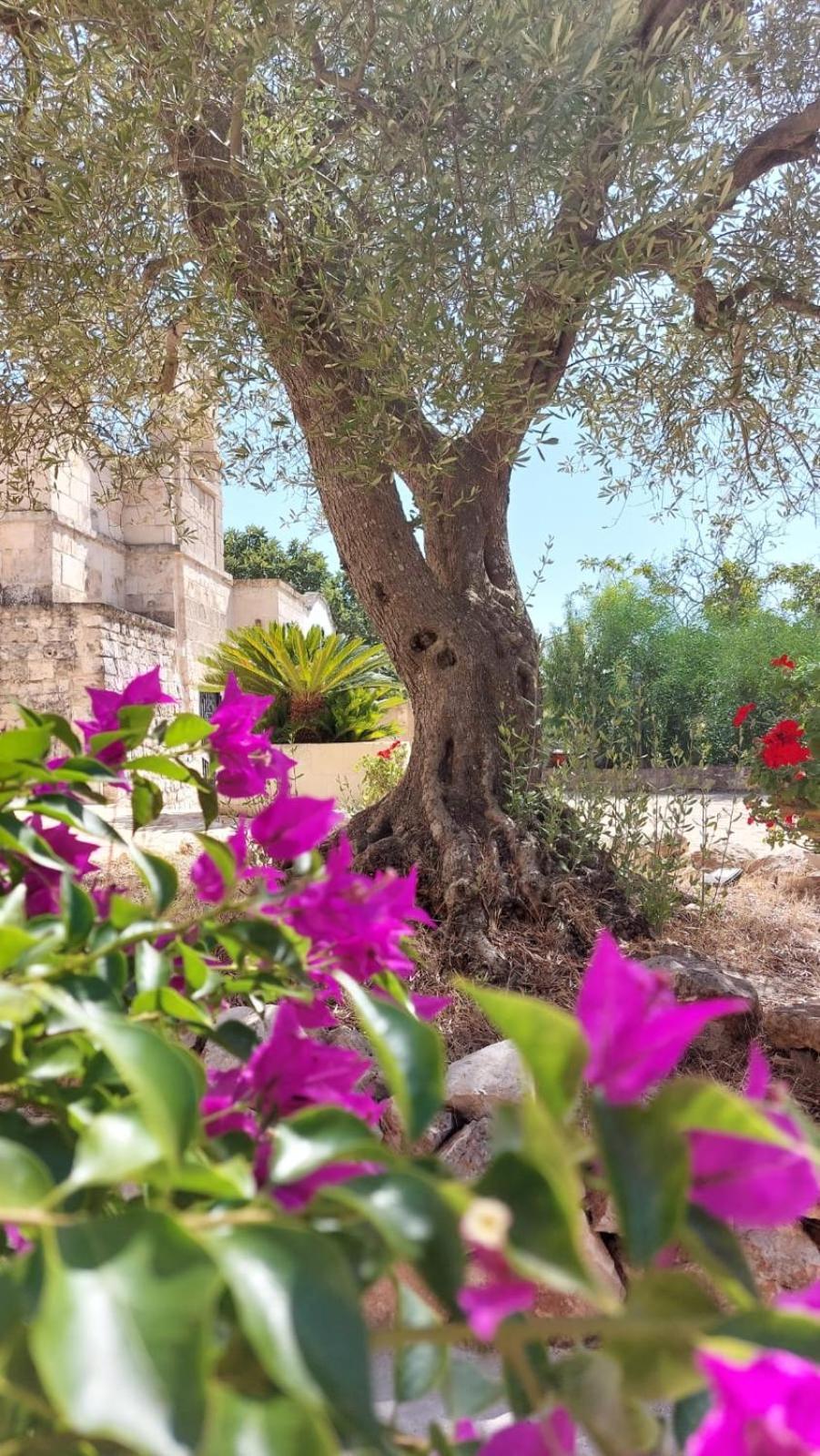 Trulli Aurasia Ostuni Exteriör bild