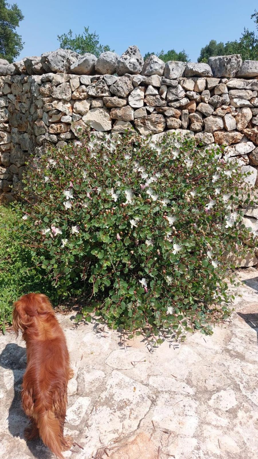 Trulli Aurasia Ostuni Exteriör bild