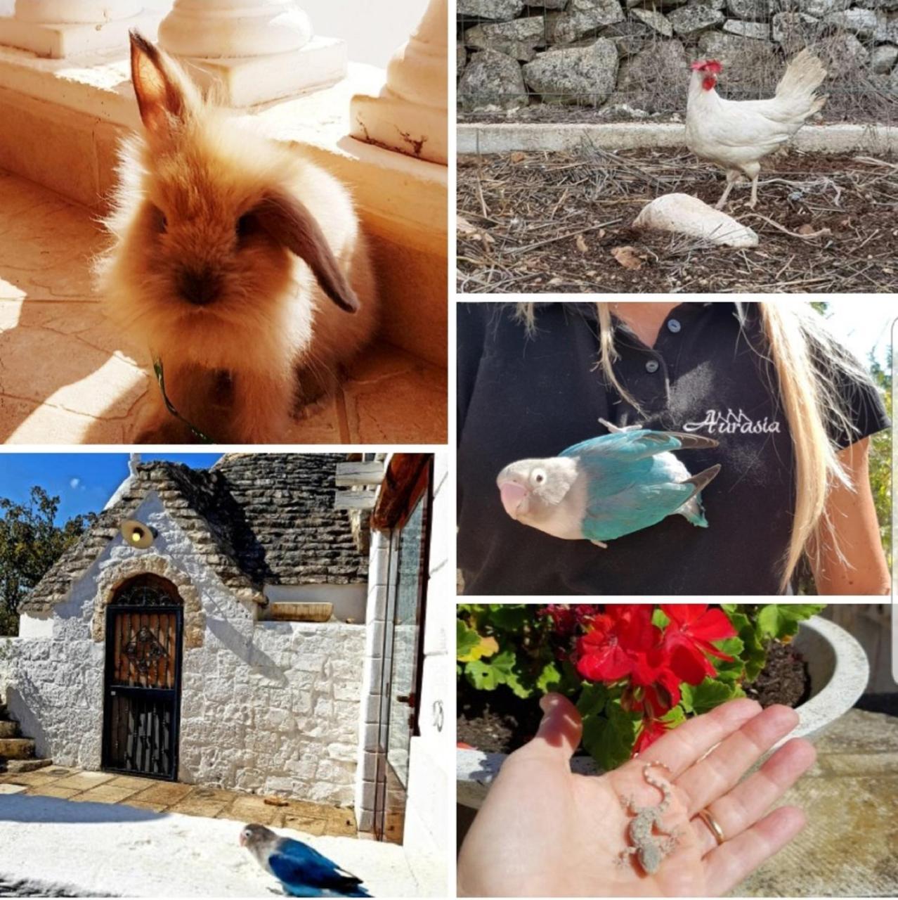 Trulli Aurasia Ostuni Exteriör bild